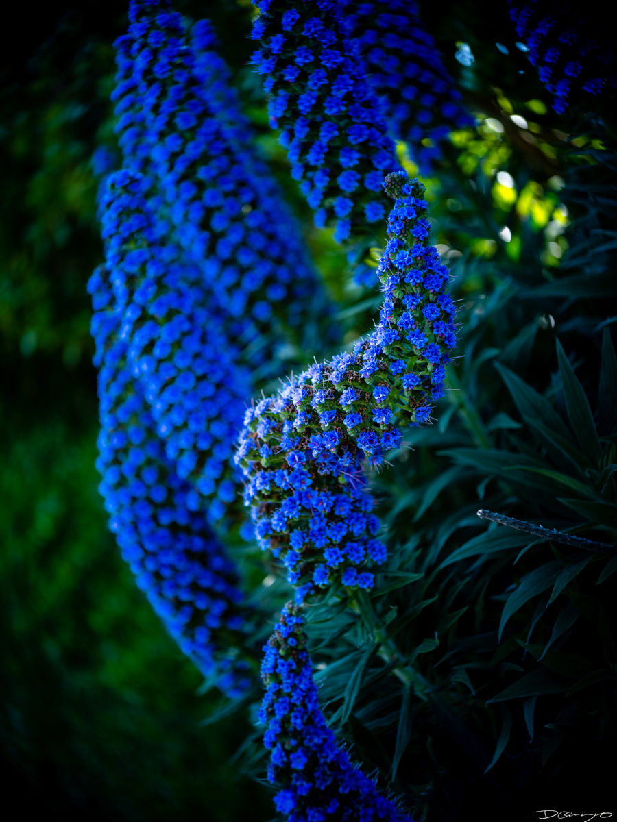 Pretty things that I wanted to take pictures of around Berkeley in 2023.